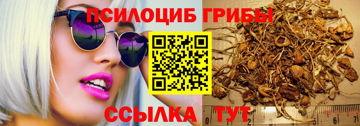 Саратов  Галлюциногенные грибы Psilocybe  Вход с VPN 